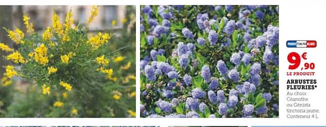 arbustes fleuries