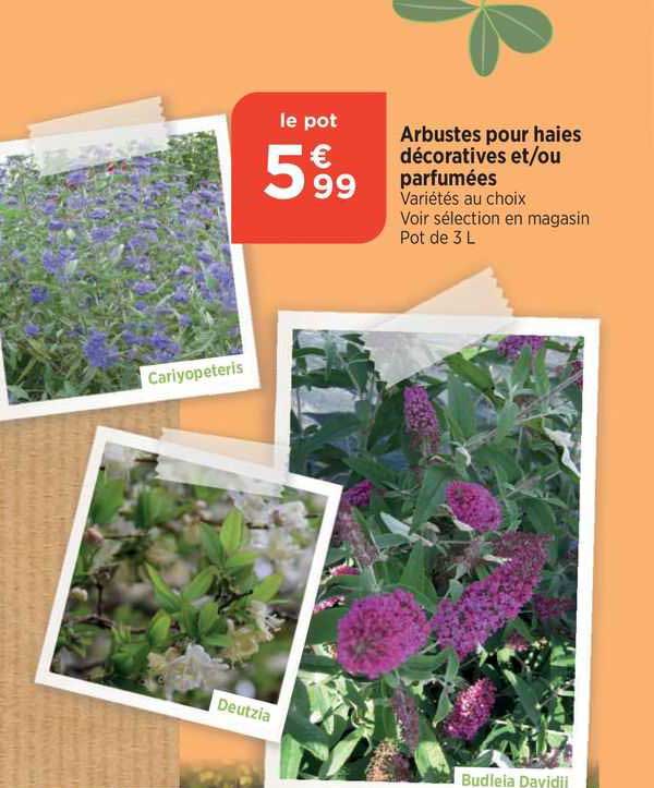 arbustes pour haies décoratives et/ou parfumées