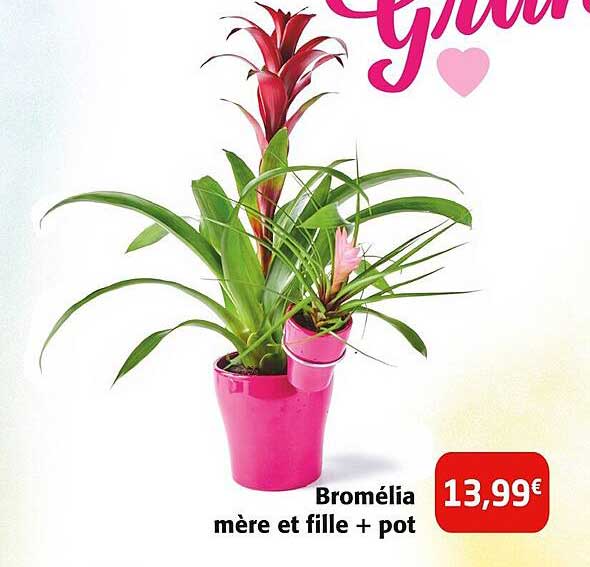 bromélia mère et fille + pot