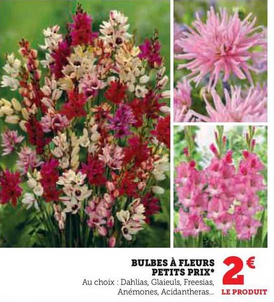 bulbes à fleurs petits prix
