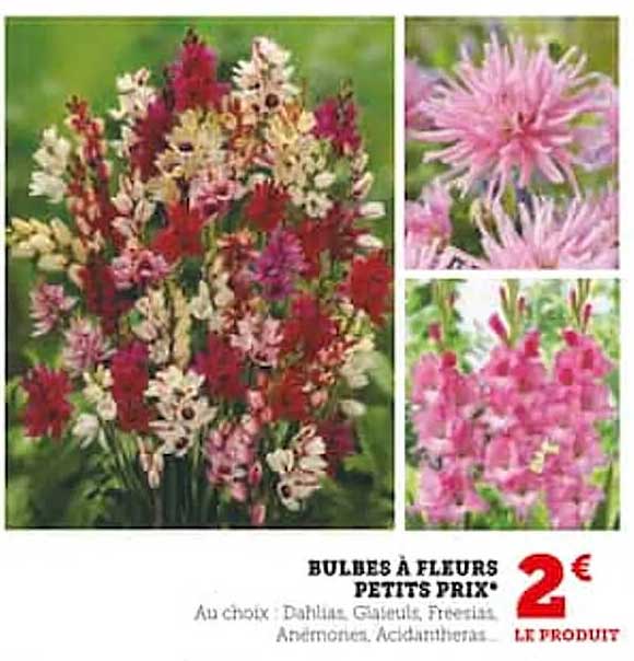 bulbes à fleurs petits prix