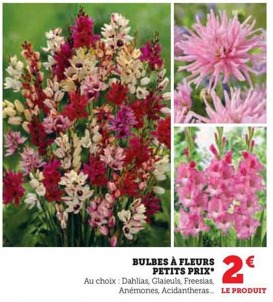 bulbes à fleurs petits prix