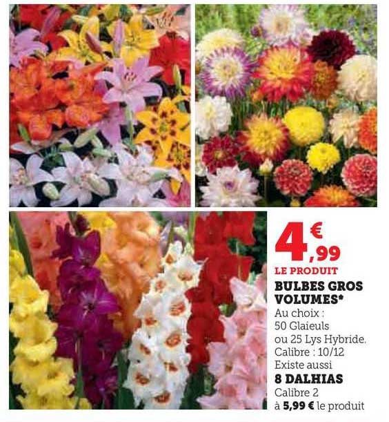 bulbes gros volumes, 8 dahlias