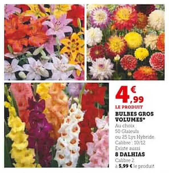 bulbes gros volumes 8 dalhias