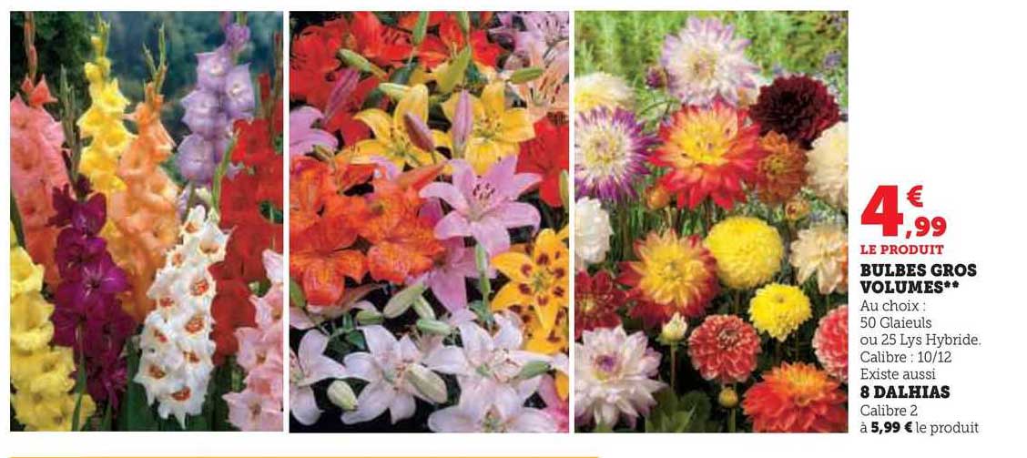 Bulbes Gros Volumes, 8 Dalhias