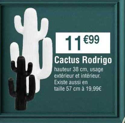 cactus rodrigo