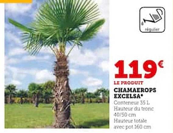 Chamaerops Excelsa