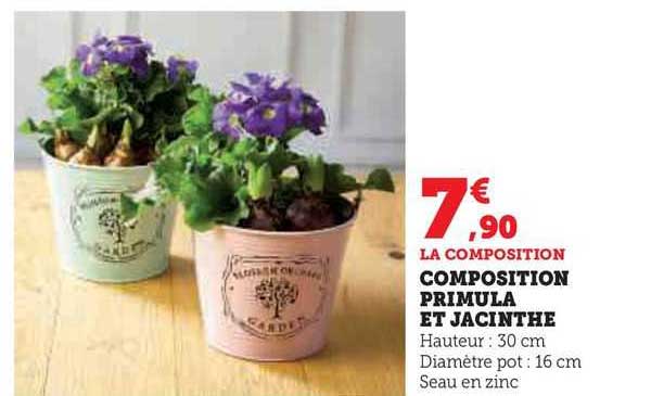 Composition Primula Et Jacinthe