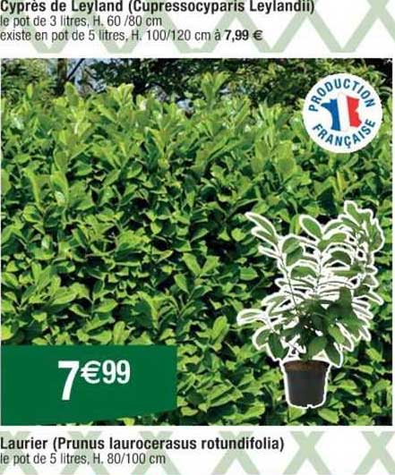 cyprès de leyland, laurier