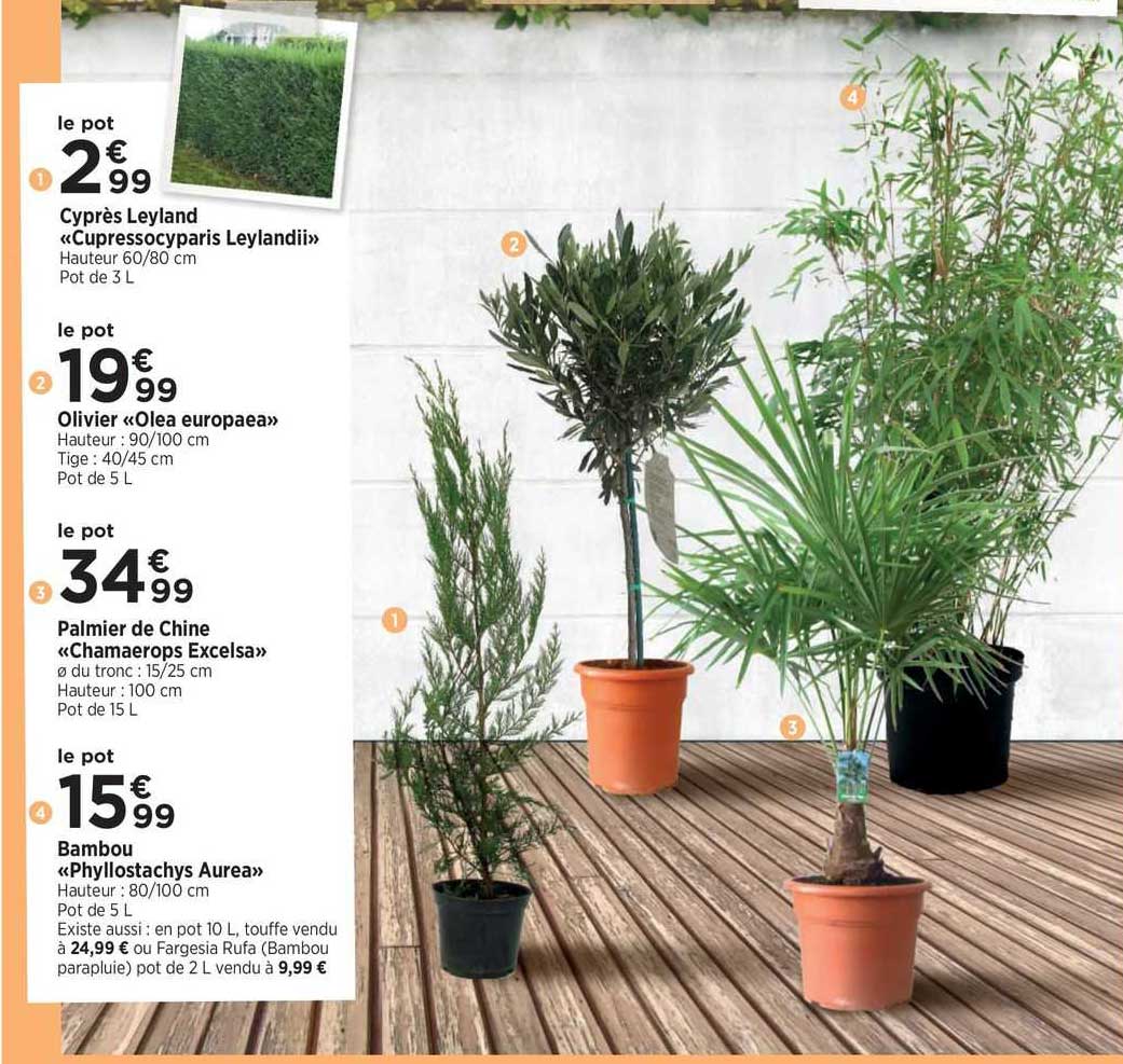 Cyprès Leyland «cupressocyparis Leyland», Olivier «olea Europaea», Palmier De Chine «chamaerops Excelsa», Bambou «phyllostachys Aurea»