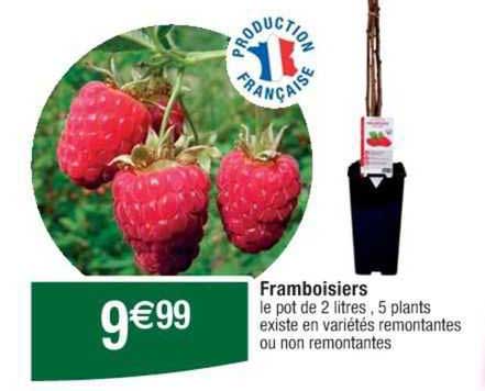 framboisiers