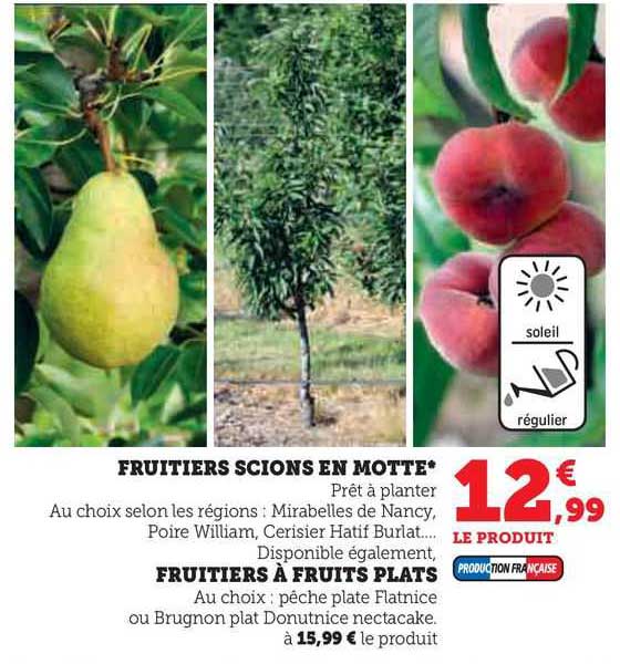 fruitiers scions en motte, fruitiers à fruits plats