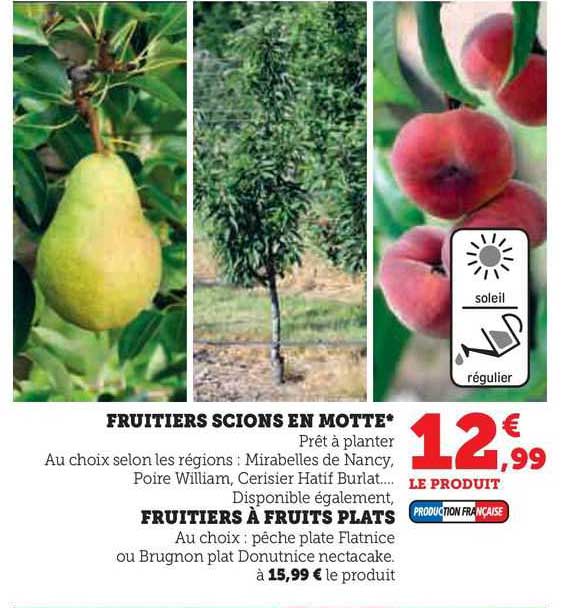 fruitiers scions en motte fruitiers à fruits plats