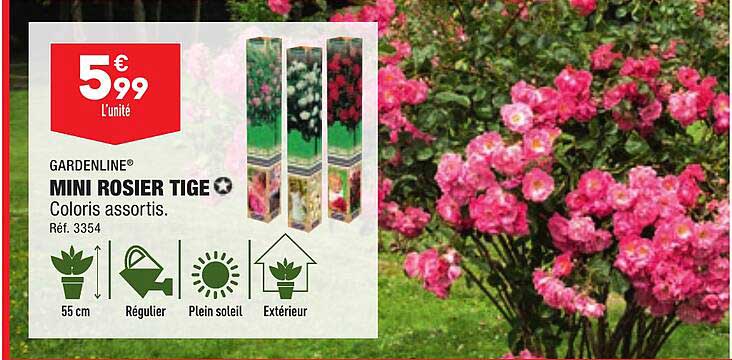 gardenline mini rosier tige