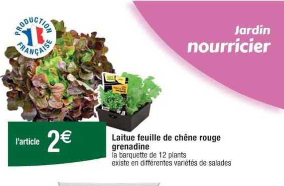 Laitue Feuille De Chêne Rouge Grenadine