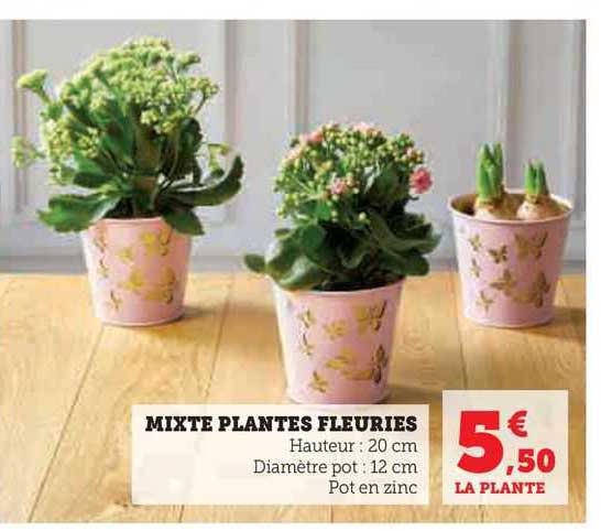 mixte plantes fleuries