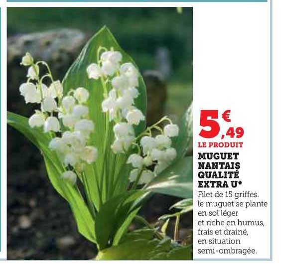 muguet nantais qualité extra u