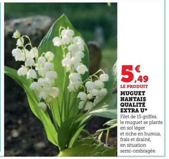 muguet nantais qualité extra u