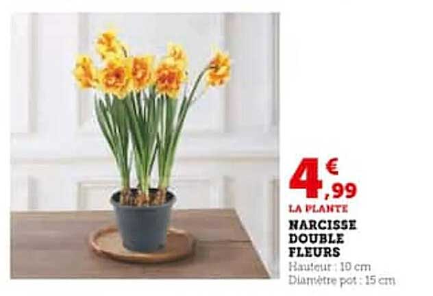 Narcisse Double Fleurs
