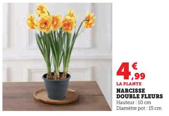 Narcisse Double Fleurs