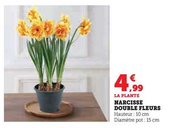 Narcisse Double Fleurs
