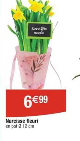 Narcisse Fleuri