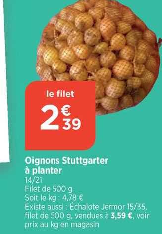 oignons stuttgarter à planter