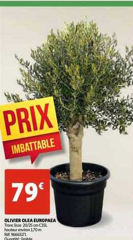 Olivier Olea Europaea