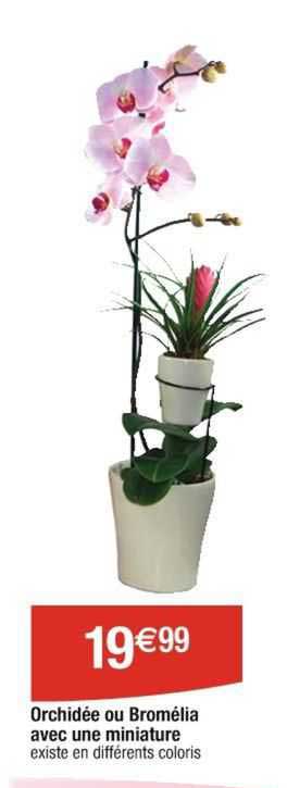 orchidée ou bromélia avec une miniature