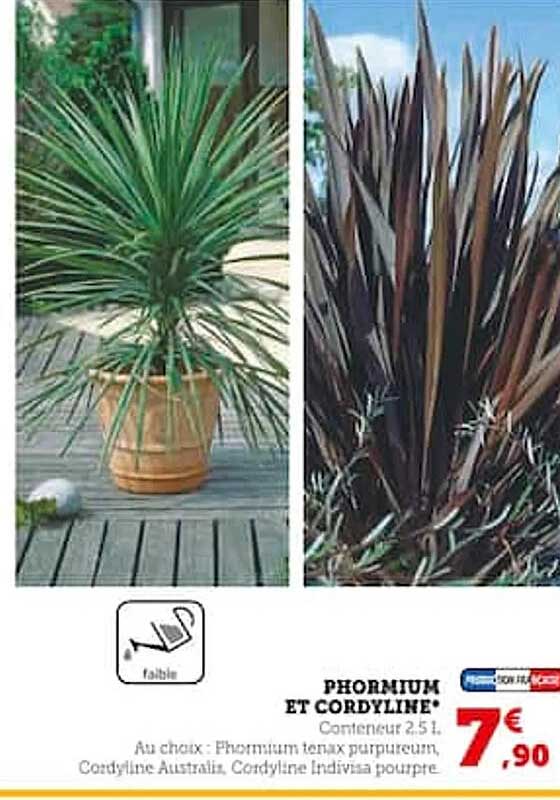 phormium et cordyline
