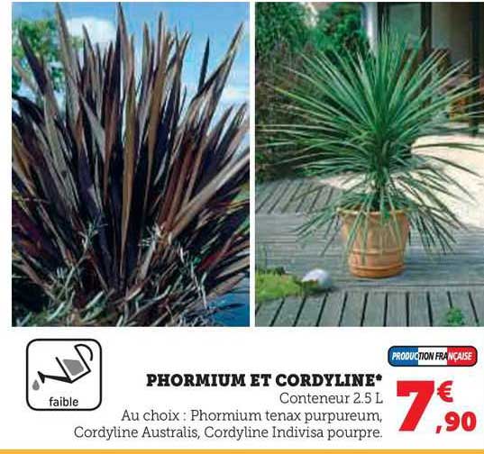phormium et cordyline