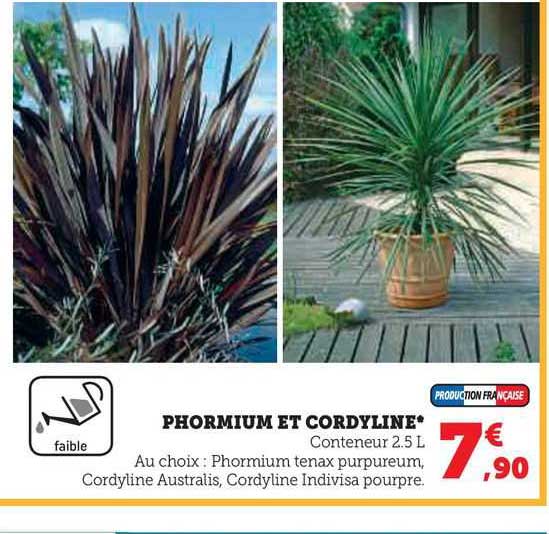 phormium et cordyline