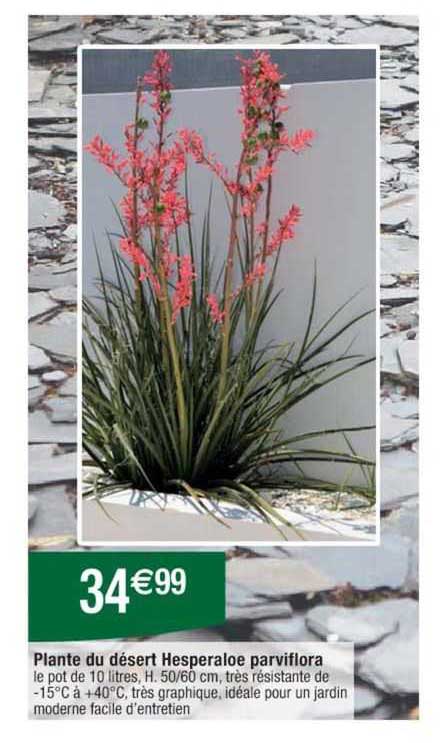 plante du désert hesperaloe parviflora
