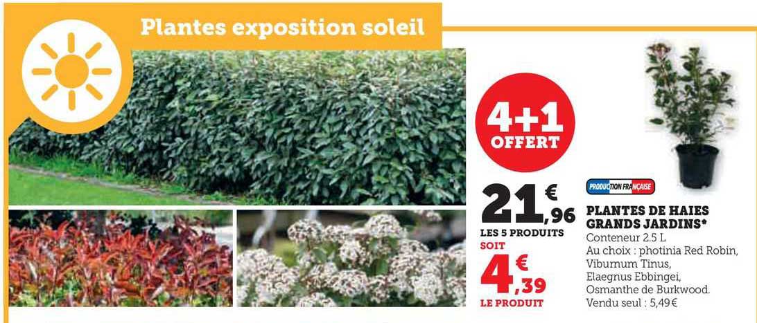 plantes de haies grands jardins