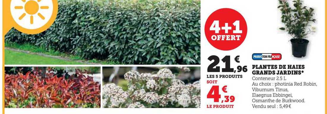 plantes de haies grands jardins
