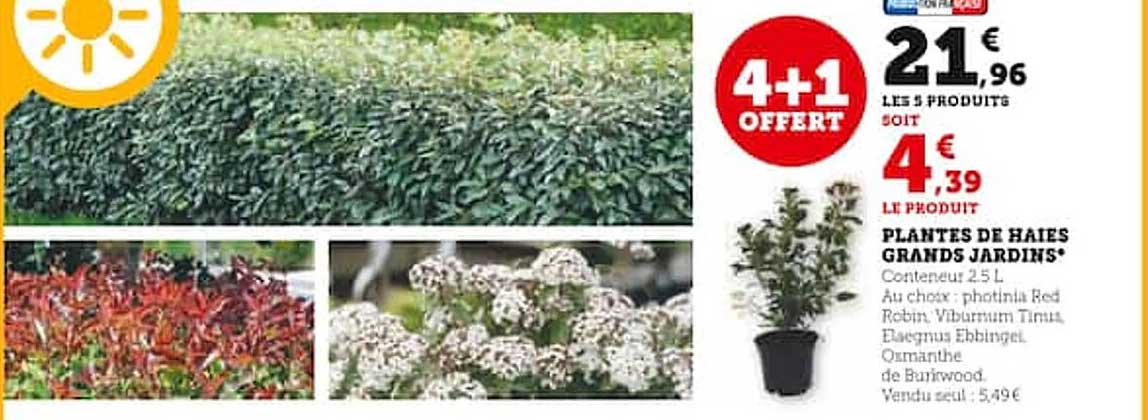 plantes de haies grands jardins