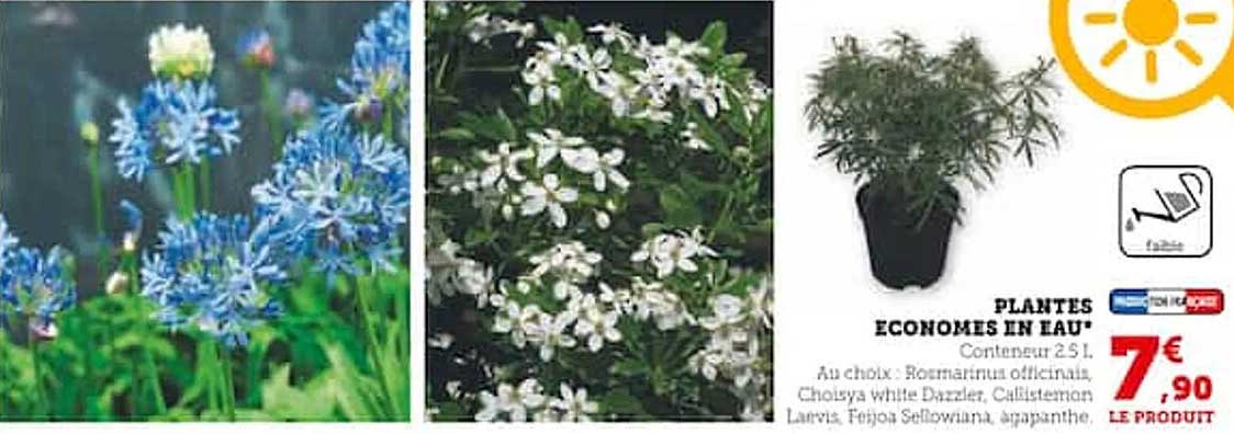Plantes Economes En Eau