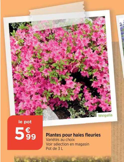 plantes pour haies fleuries