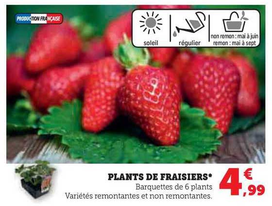 plants de fraisiers