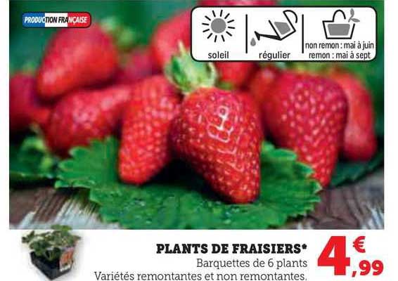plants de fraisiers