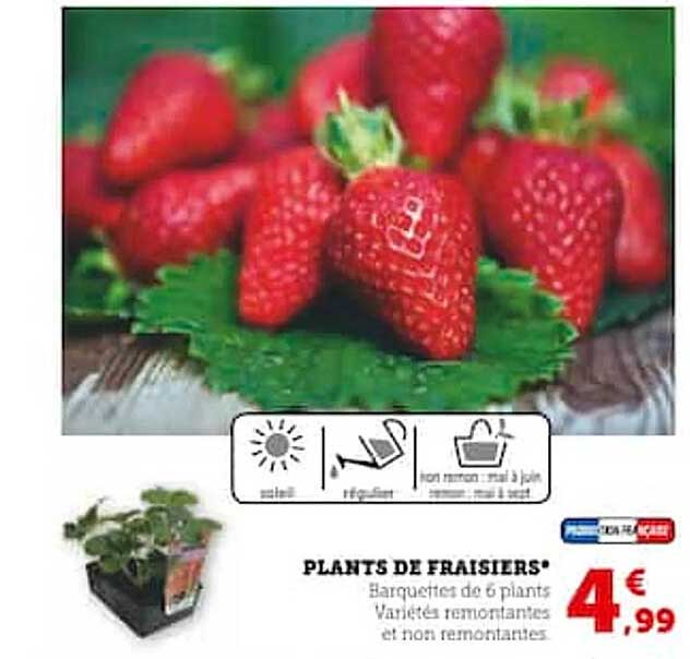 plants de fraisiers