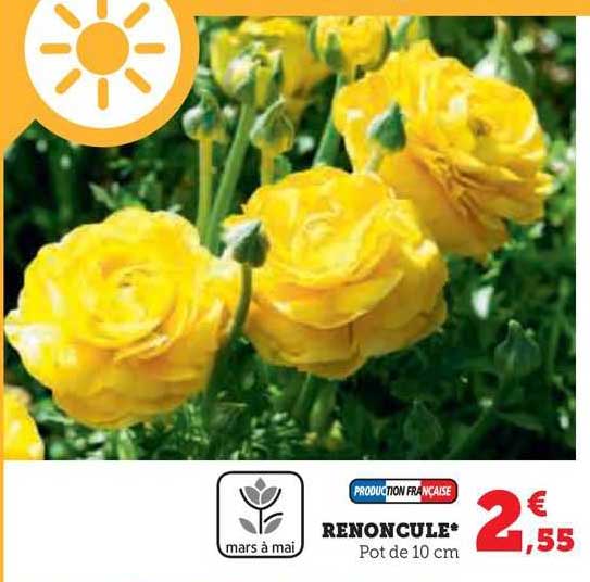 renoncule