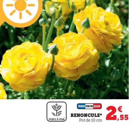 renoncule