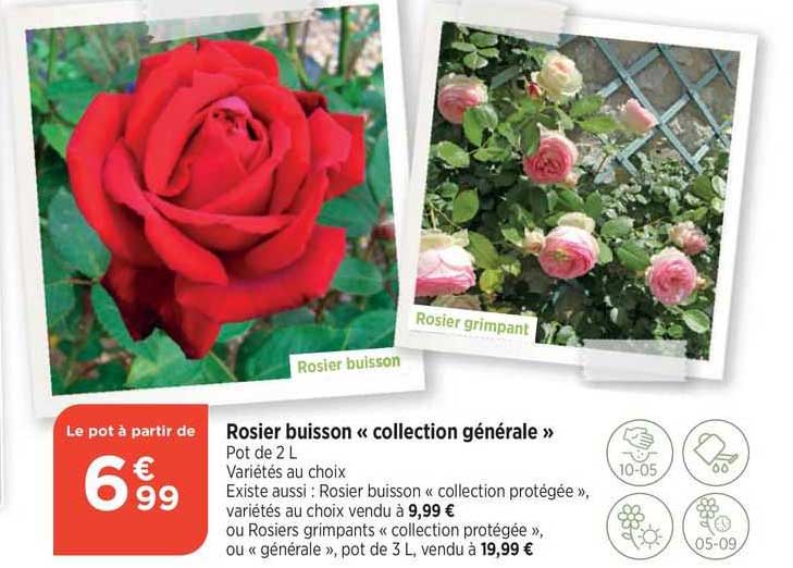 rosier buisson «collection générale»