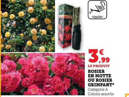 rosier en motte ou rosier grimpant