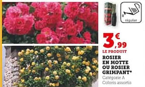 rosier en motte ou rosier grimpant