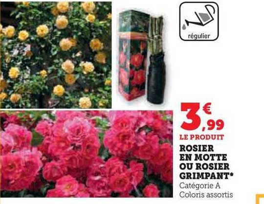 rosier en motte ou rosier grimpant