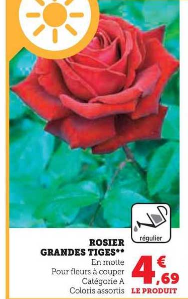 Rosier Grandes Tiges