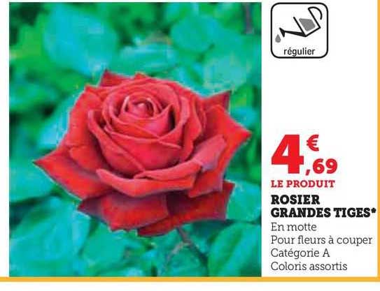 rosier grandes tiges