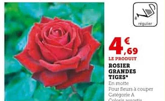 rosier grandes tiges
